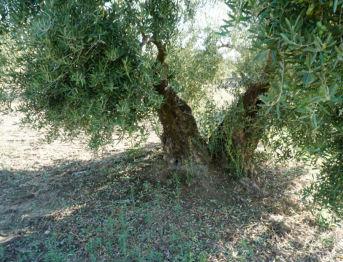 “Un verano casi catastrófico”, la D.O. Aceite Sierra de Cazorla hace balance de las pérdidas y los daños sufridos por las  tormentas de este verano