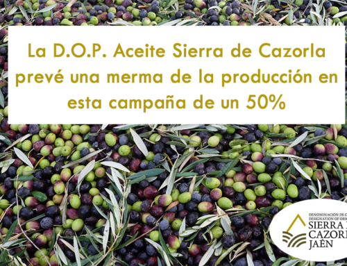 La D.O.P. Aceite Sierra de Cazorla prevé una merma de la producción en esta campaña de un 50%