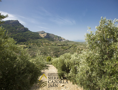 La D.O.P. Aceite Sierra de Cazorla estima que las últimas lluvias aliviarán escasamente la situación provocada por las altas temperaturas y la intensa sequía