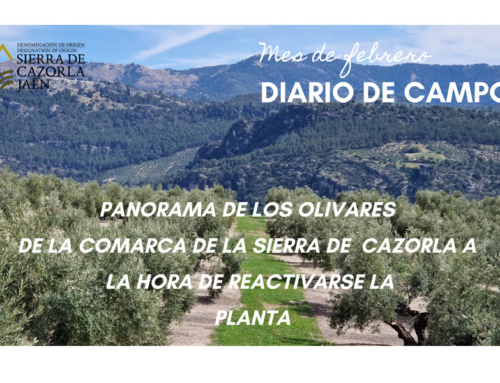 DIARIO DE CAMPO. Panorama de los olivares de la Comarca de la Sierra de Cazorla a la hora de reactivarse la planta