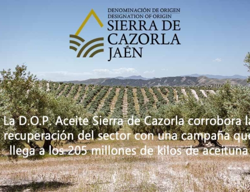 La D.O.P. Aceite Sierra de Cazorla corrobora la recuperación del sector con una campaña que llega a los 205 millones de kilos de aceituna