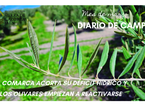 DIARIO DE CAMPO. Mes de marzo. La Comarca acorta su déficit hídrico y los olivares empiezan a reactivarse