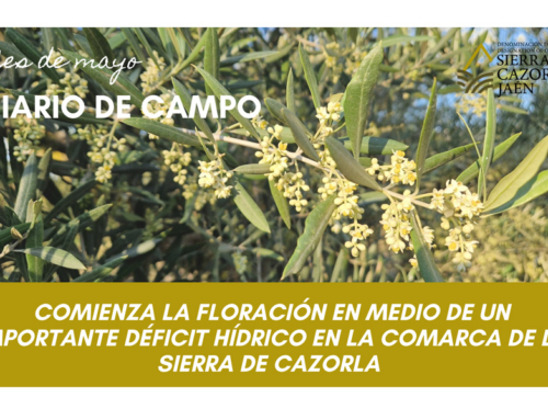 DIARIO DE CAMPO. Mes de mayo. Comienza la floración en medio de un importante déficit hídrico en la comarca de la Sierra de Cazorla