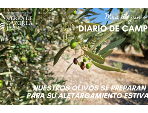 DIARIO DE CAMPO. Mes de junio. Nuestros olivos se preparan para su aletargamiento estival