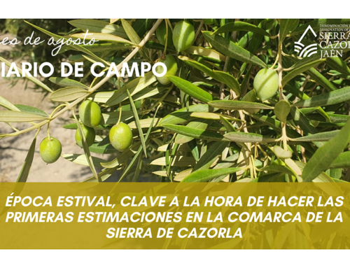DIARIO DE CAMPO. Época estival, clave a la hora de hacer las primeras estimaciones en la Comarca de la Sierra de Cazorla