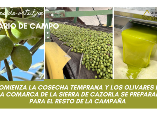 DIARIO DE CAMPO. Comienza la cosecha temprana y los olivares de la Comarca de la Sierra de Cazorla se preparan para el resto de la campaña