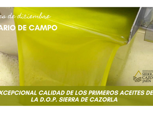 DIARIO DE CAMPO. Excepcional calidad de los primeros aceites de la D.O.P. Sierra de Cazorla