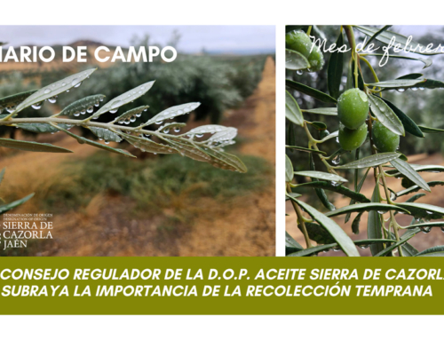 DIARIO DE CAMPO. El Consejo Regulador de la D.O.P. Aceite Sierra de Cazorla subraya la importancia de la recolección temprana