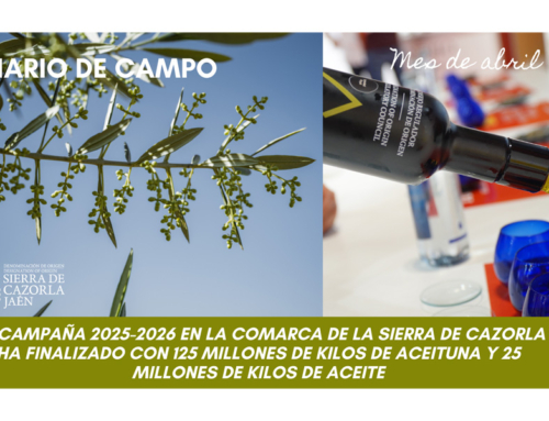 DIARIO DE CAMPO. La campaña 2025-2026 en la Comarca de la Sierra de Cazorla ha finalizado con una cifra de 125 millones de aceitunas y 25 millones de kilos de aceite