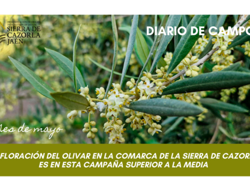 DIARIO DE CAMPO. La floración del olivar en la Comarca de la Sierra de Cazorla es en esta campaña superior a la media