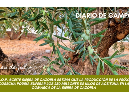 La D.O.P. Aceite Sierra de Cazorla estima que la producción de la próxima cosecha podría superar los 250 millones de kilos de aceituna en la Comarca de la Sierra de Cazorla