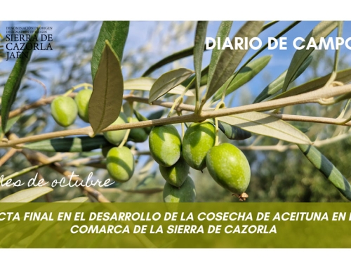 Recta final en el desarrollo de la cosecha de aceituna en la Comarca de la Sierra de Cazorla